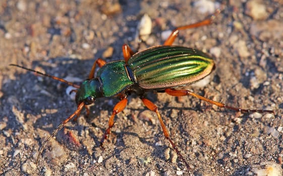 Goldener ground beetle or goldsmith Carabus auratus