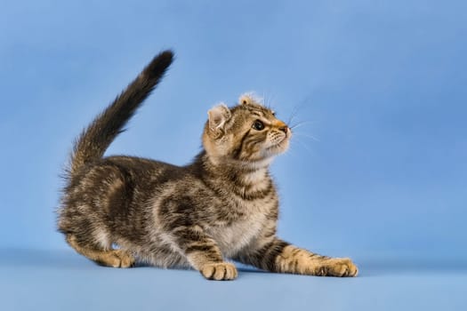 Pedigree cat American Curl (Felis silvestris catus),tense,black tabby blotched,cub,10 weeks,blue background