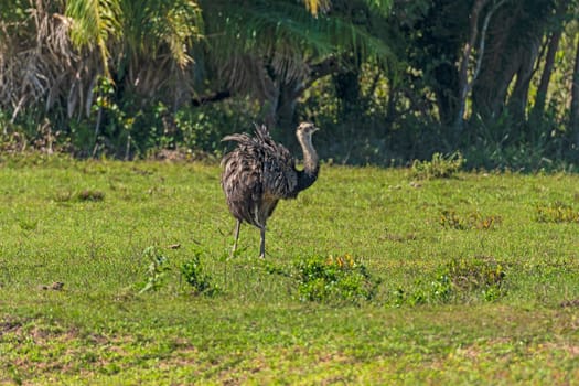 American Rhea in the Grasslands of the Pantanal in Brazil