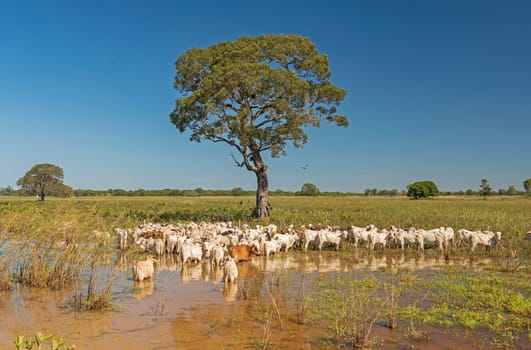 Cattle Grazing in the Wetlands of the Pantanal in Brazil