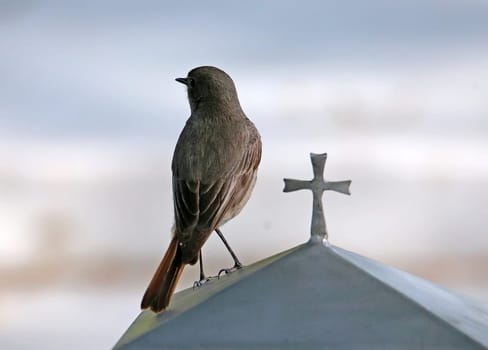 Redstart Phoenicurus ochruros female in cemetery