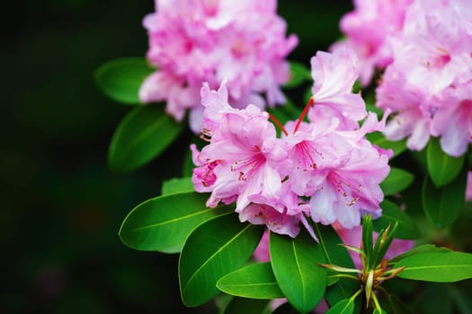 Pink rhododendron flowers with green leaves. Rhododendron hybridum. Ericaceae Juss. Selective focus.