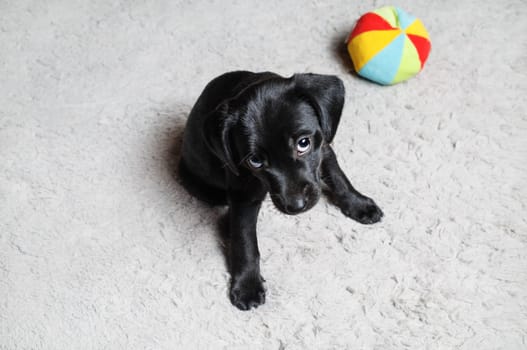 Black puppy sitting on light gray carpet. Little dog with colored ball. Selective focus.