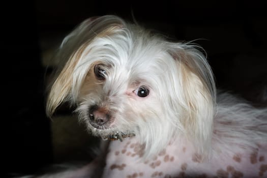 Portrait of chinese crested dog female. Selective focus.