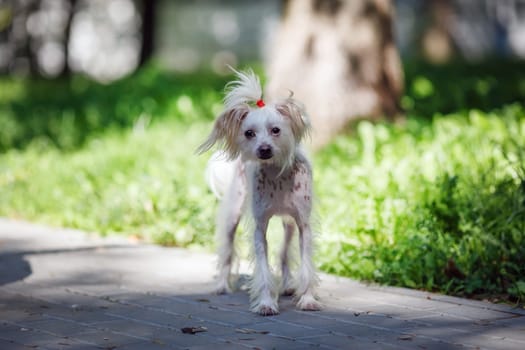 Chinese crested dog female walks outdoors. Selective focus.