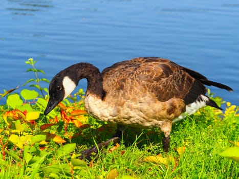 Hybrid gray goose x canada goose,