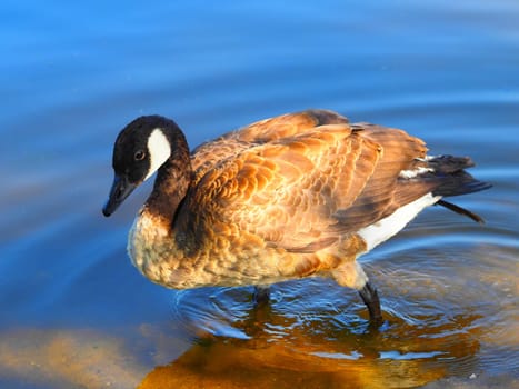 Hybrid gray goose x canada goose