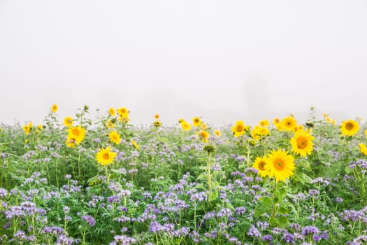 Sunflowers and Phacelia as green manure on a misty autumnal field