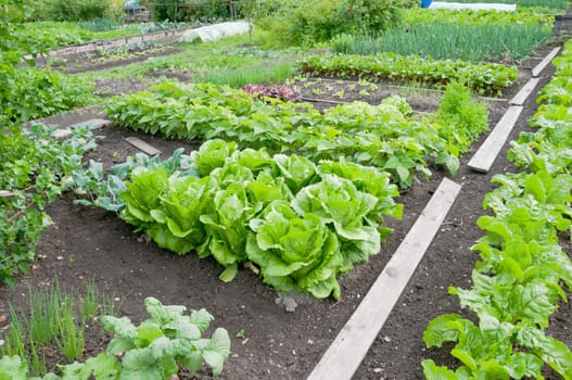 Fresh Batavia lettuce and spinach on a vegetable garden patch with other vegetables in the background