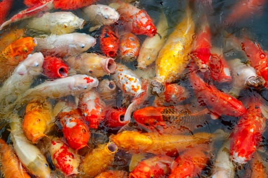 group of multi-colored koi carps fighting for food