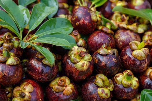 Lots of mangosteen fruit, mangosteen background, mangosteen fruit, Pattern Lots of mangosteen with green leaves
