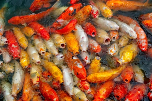 group of multi-colored koi carps fighting for food