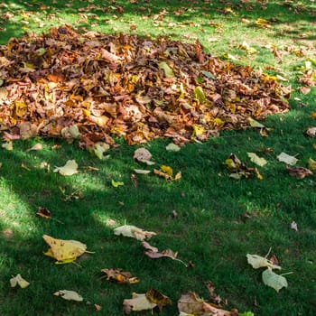 Pile fallen autumn leaves in the park