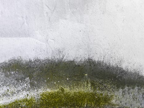 Dirty fungus or mold on the wall texture background