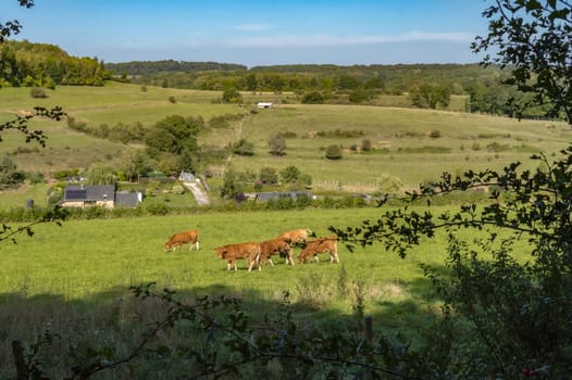 View of a herd of cows on the pasture with small huts. In the background in the Gaume prairies in Belgium