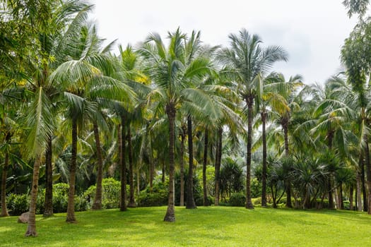 Scenic corner of the park in the center of the metropolis, Shenzhen, China, Asia
