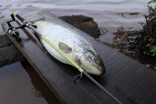 trophy catch big trout fish with fishing rod close to