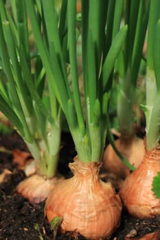 bulb with green feathers of onions on a garden bed close-up, grown on an open ground