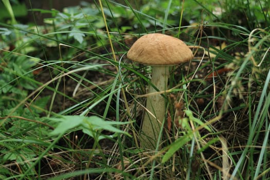 Leccinum Scabrum Mushroom in the thick grass close-up, an edible mushroom