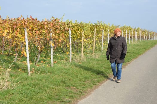Walk in a vineyard