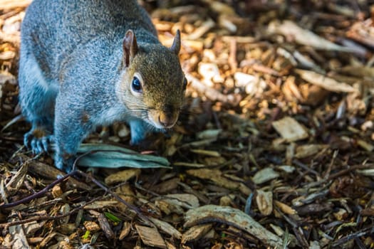 Close up of Gray Squirrel, Sciurus vulgaris, lurking on the ground in brushwood, Dublin, Ireland