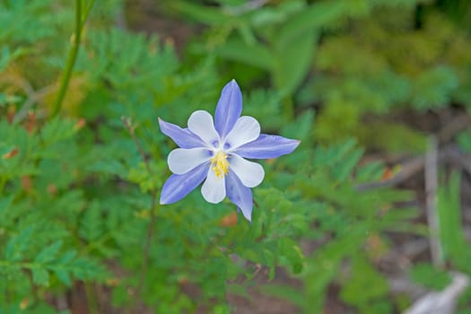 Blue Columbine in the Mountains in Cedar Breaks National Monument in Utah