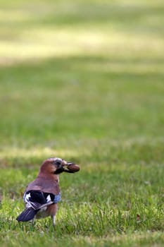 Jay Garrulus glandarius on lawn with acorn in its beak