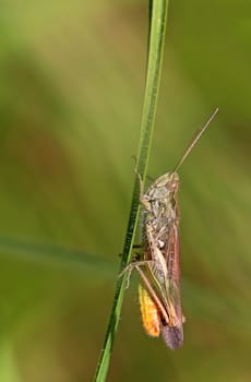 Macro Steppe grasshopper Chorthippus vagans from Sandhausen