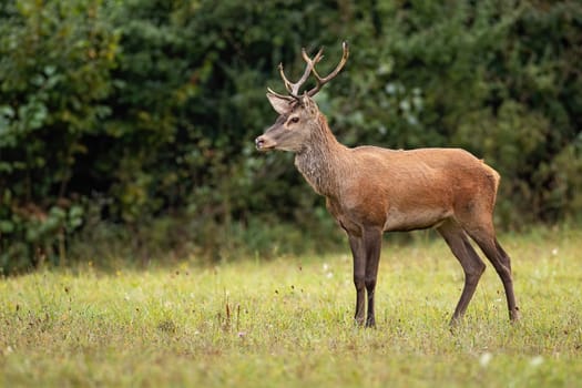 Red deer, Cervus elaphus, stag watching anxiously in the wilderness with copy space. Mammal standing on a clearing in autumn with blurred background
