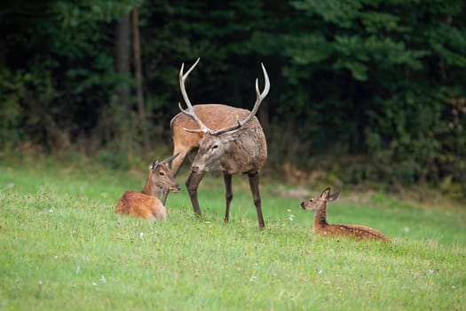 Group of red deer, cervus elaphus, relaxing on a meadow in summer. Animals sniffing each other with dark forest in background.