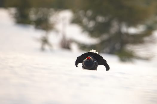 Game bird, black grouse, displaying as a part of mating ritual in wilderness with copy space. Male blackgame, tetrao tetrix, lekking on snow in springtime. Cold weather in mountains.