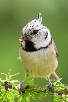 European crested tit, lophophanes cristatus, sitting on a green branch of larch in summer holding spider in beak. Close-up portrait of tiny garden bird in wilderness.