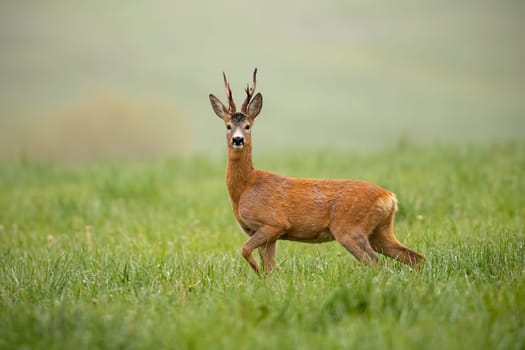 Roe deer, capreolus capreolus, buck watching alerted with front leg lifted in the air. Shy wild animal facing camera in wilderness