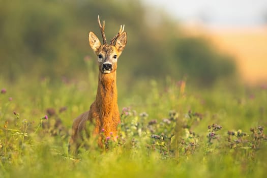 Roe deer, capreolus capreolus, buck watching alerted at sunrise in summer. Wild mammal wet from moisture in tranquil wilderness.