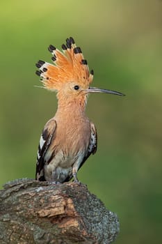 Hoopoe sitting on a stump with erected crest feathers. Detailed close-up of a wild bird with clear blurred background.