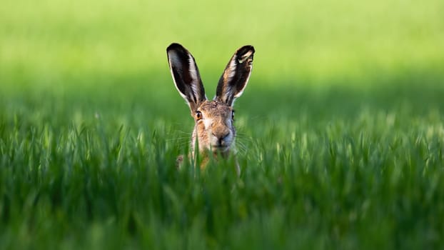 Wild brown hare, lepus europaeus, looking with alerted ears on a green field in spring. Rabbit hidden in grass facing camera with copy space.