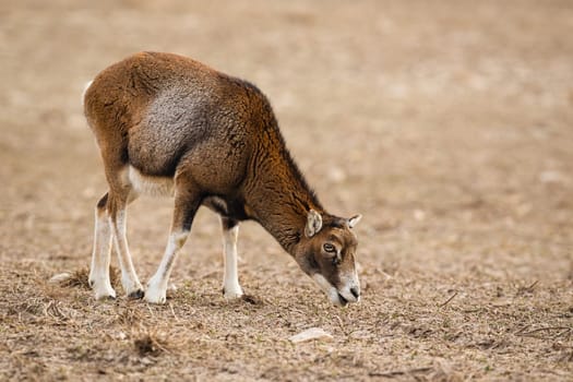 Wild mouflon, ovis musimon, adult female sheep feeding on a meadow in winter season with copy space. Wildlife scenery from nature.