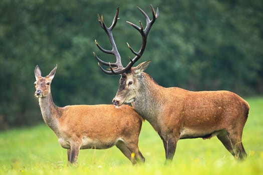 Red deer, cervus elaphus, stag and hind standing close together on a meadow with green grass in rutting season. Sexual behavior of male and female animal in nature.