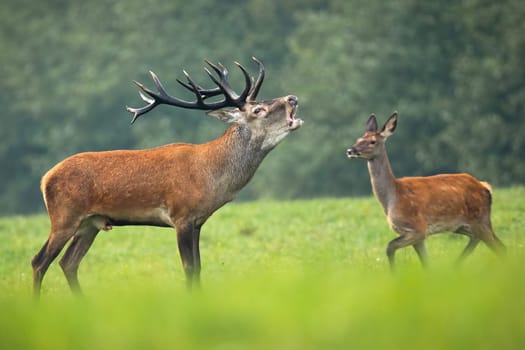 Red deer, cervus elaphus, stag with antlers roaring on a meadow with green grass in rutting season and hind walking behind. Wild male animal marking territory by loud sound.