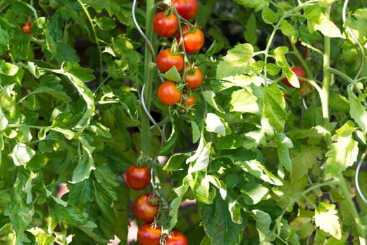Fresh Tomatoes plant growing in a greenhouse