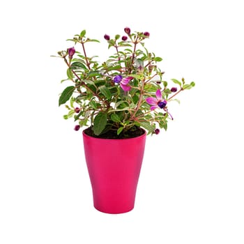Flowering plant fuchsia flower in a scarlet tall pot isolated