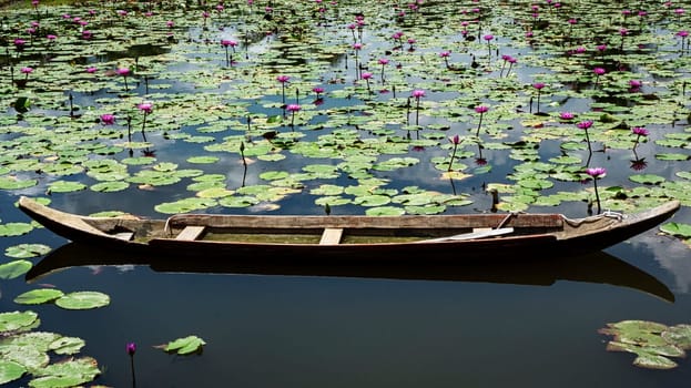 wooden canoe water lilies pink outdoors paradise