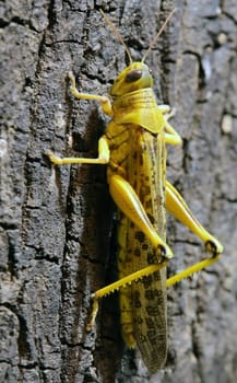 Macro image of a desert locust Schistocerca gregaria