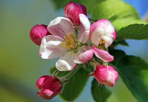 Macro of an apple blossom