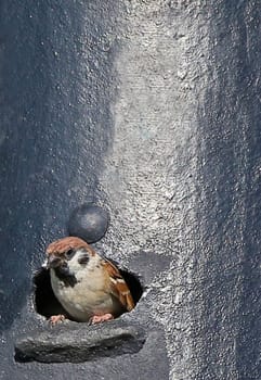 Field sparrow Passer montanus in its nesting cavity