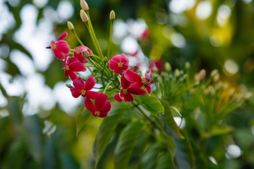 Brush of red flowers of an exotic plant on the background in defocus