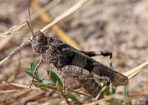 Macro Blue-winged grasshopper Oedipoda caerulescens from the Saupfergbuckel in Walldorf