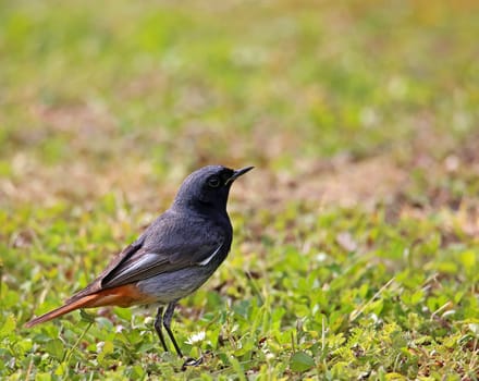 Male redstart Phoenicurus ochruros on meadow