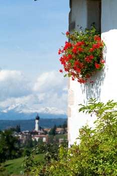 buckwheat field - Landscape in Oberbozen - South tyrol