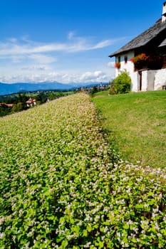 buckwheat field - Landscape in Oberbozen - South tyrol
